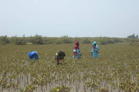 La Préservation de la biodiversité: La RSE dans le delta du SALOUM